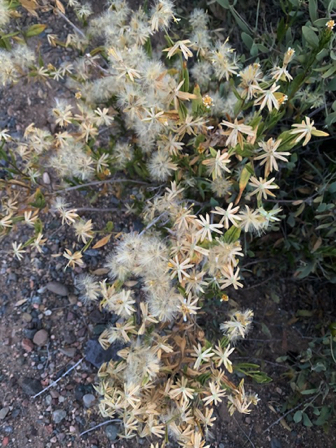 June 13 - Turning to seed.